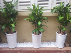 thiet-ke-noi-that-trang-tri-nha-cay-thiet-moc-lan